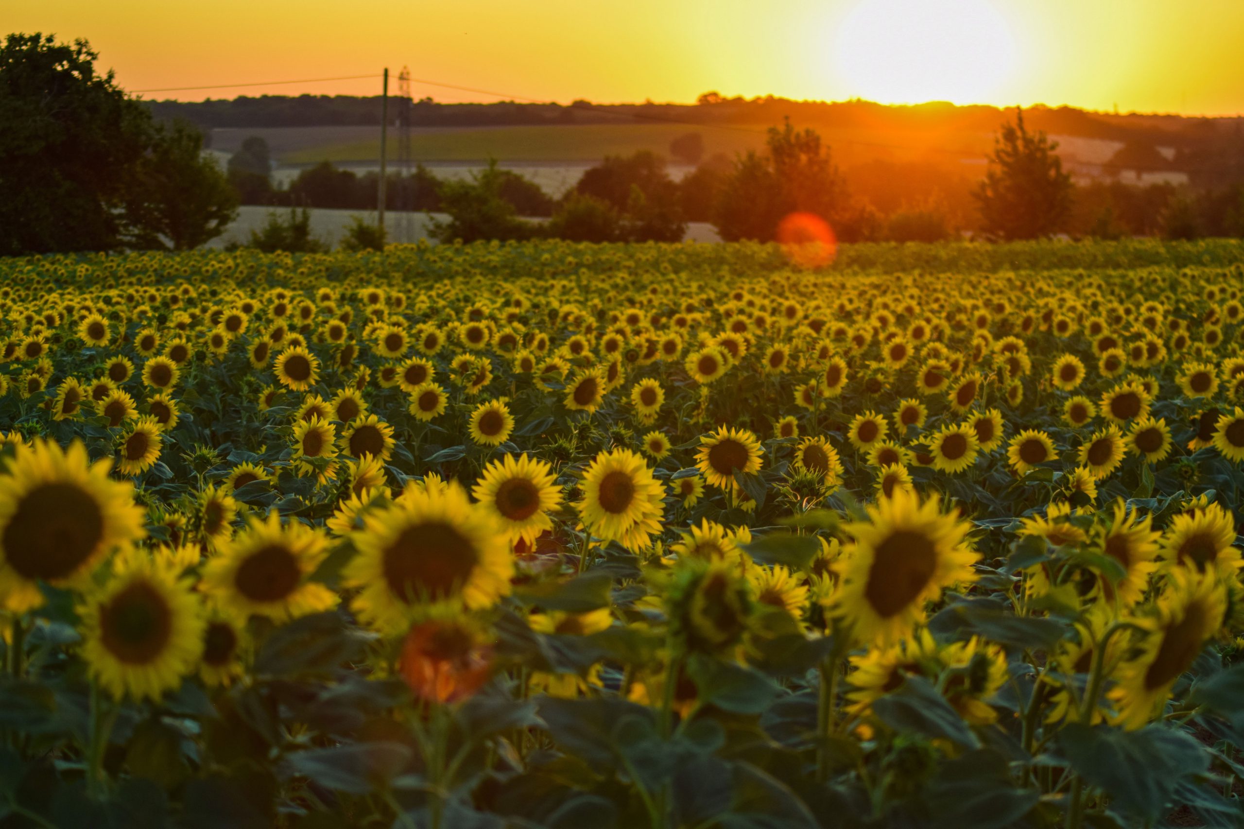 Sunflower Field