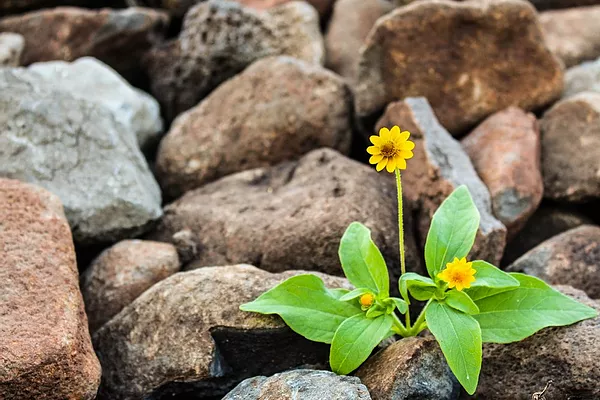 brown-flora-floral-1028930.webp
